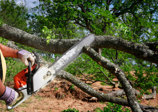 How Our Tree Care Process Works  in Farmland, IN